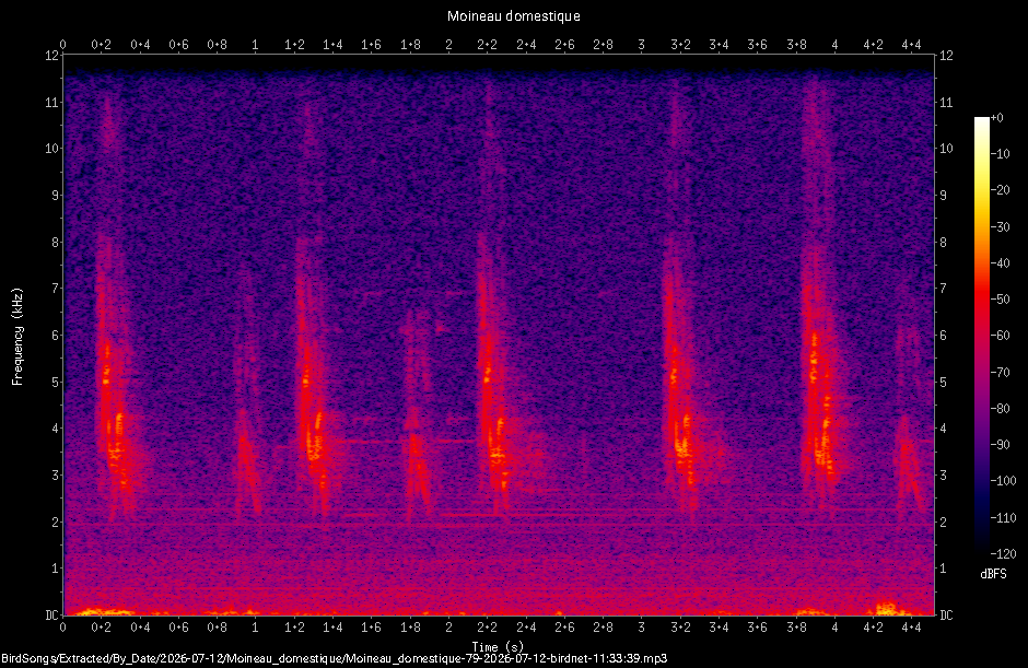 Spectrogramme de Moineau domestique