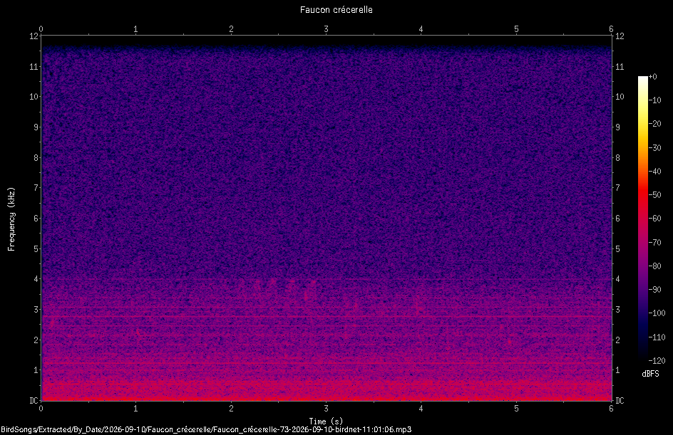 Spectrogramme de Faucon crécerelle