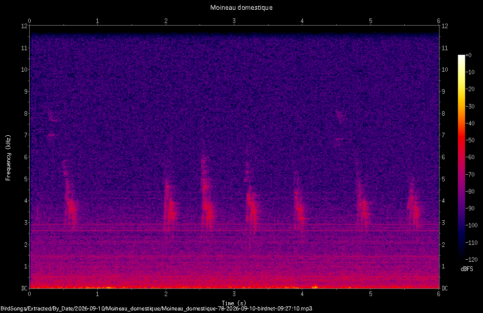 Spectrogramme de Moineau domestique