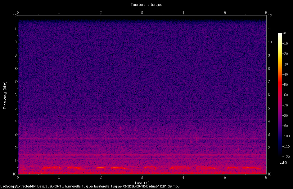 Spectrogramme de Tourterelle turque