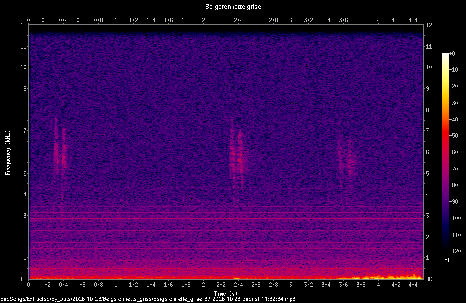Spectrogramme de Bergeronnette grise