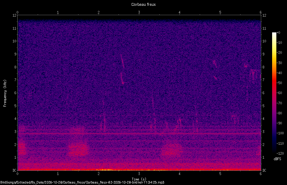 Spectrogramme de Corbeau freux