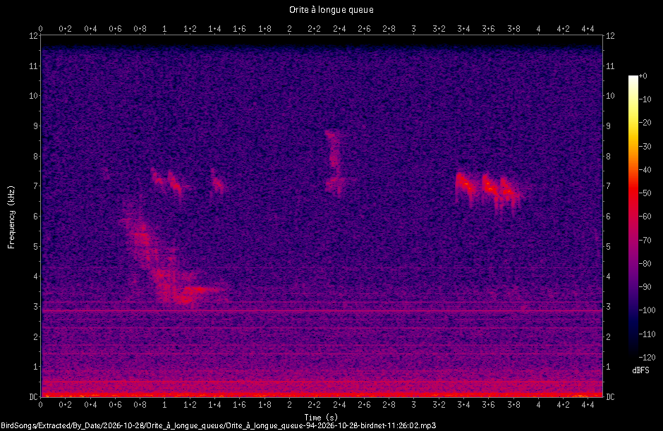 Spectrogramme de Orite à longue queue