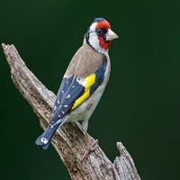 Carduelis carduelis