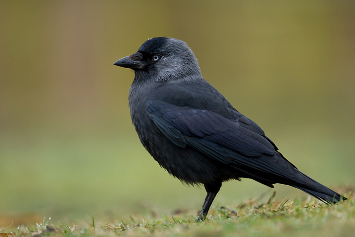 Corvus monedula