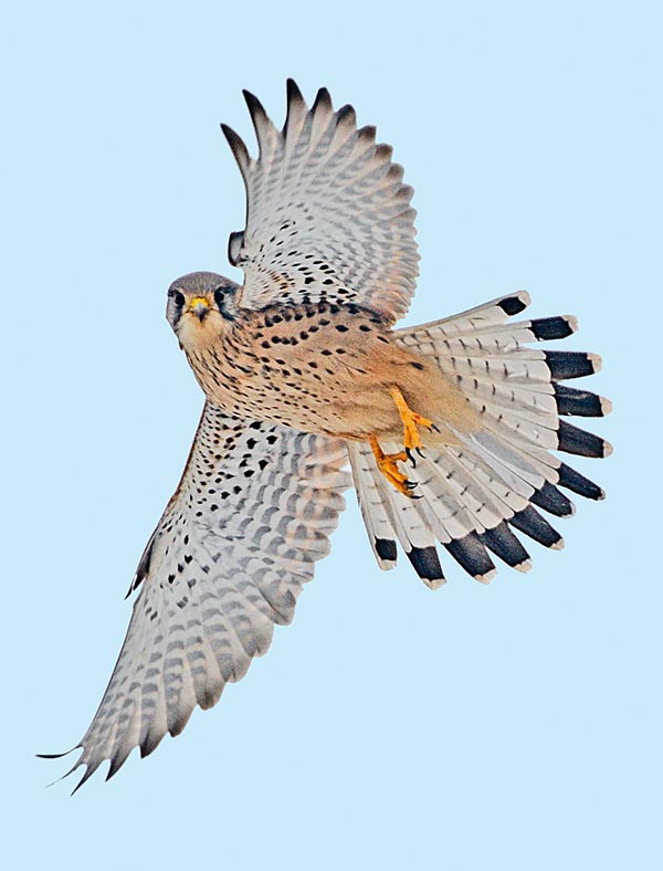 Falco tinnunculus