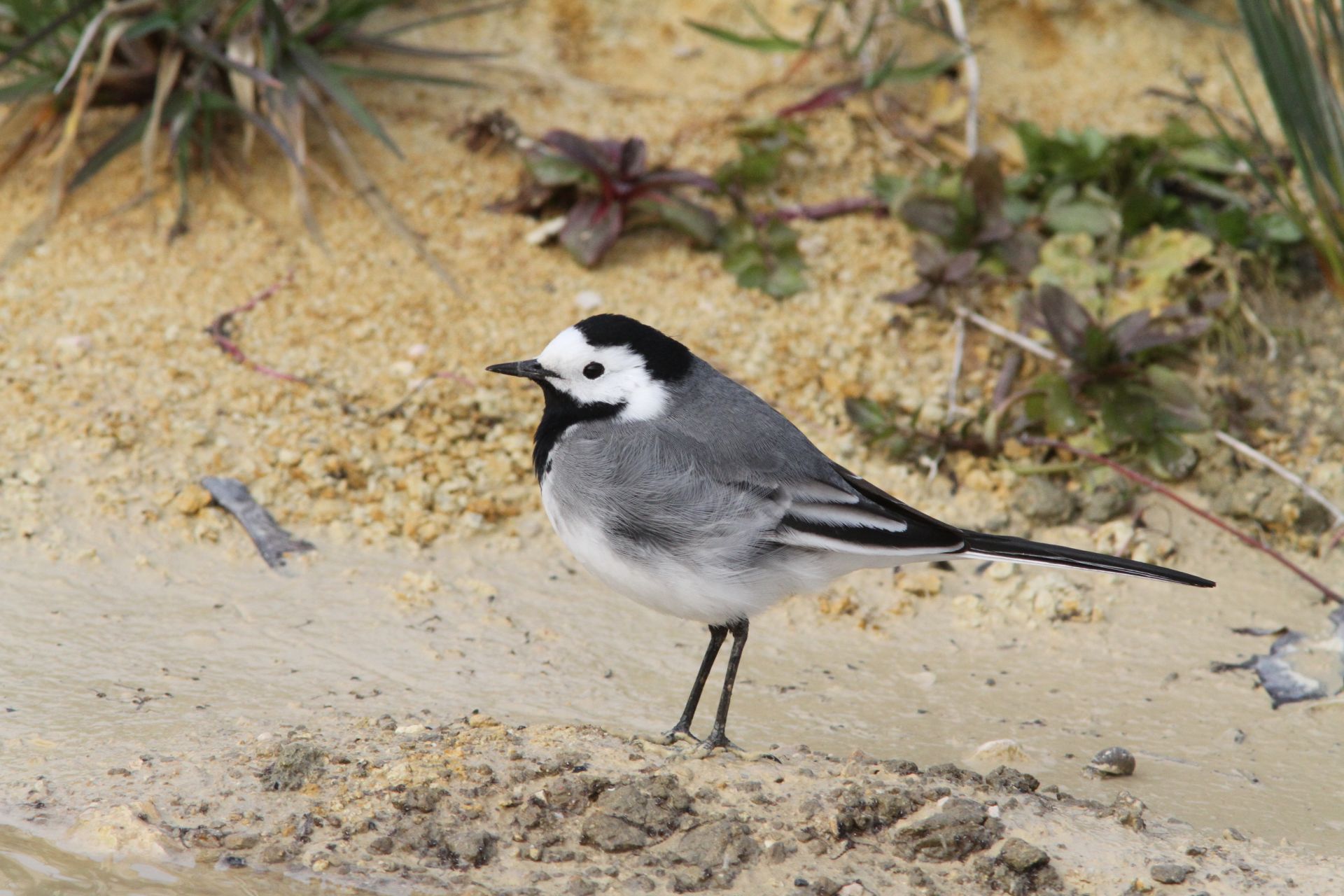 Motacilla alba
