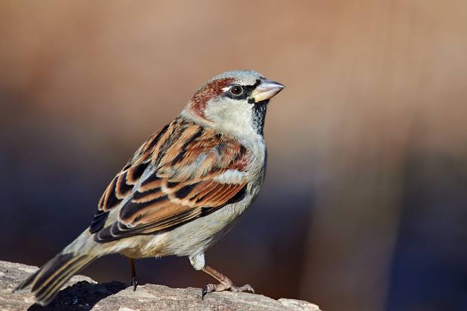 Passer domesticus