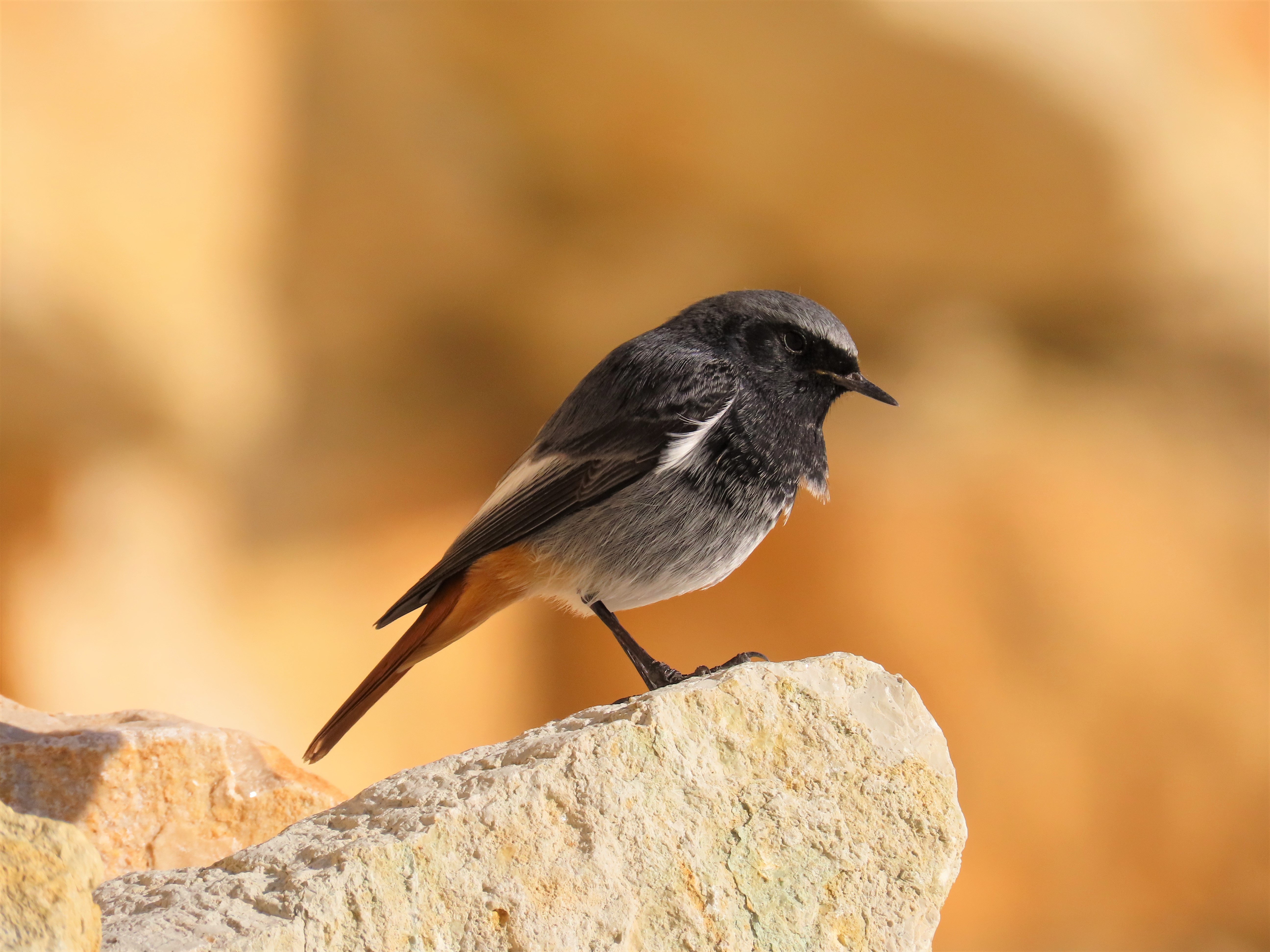 Phoenicurus ochruros