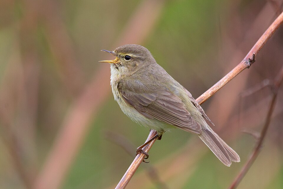 Phylloscopus collybita