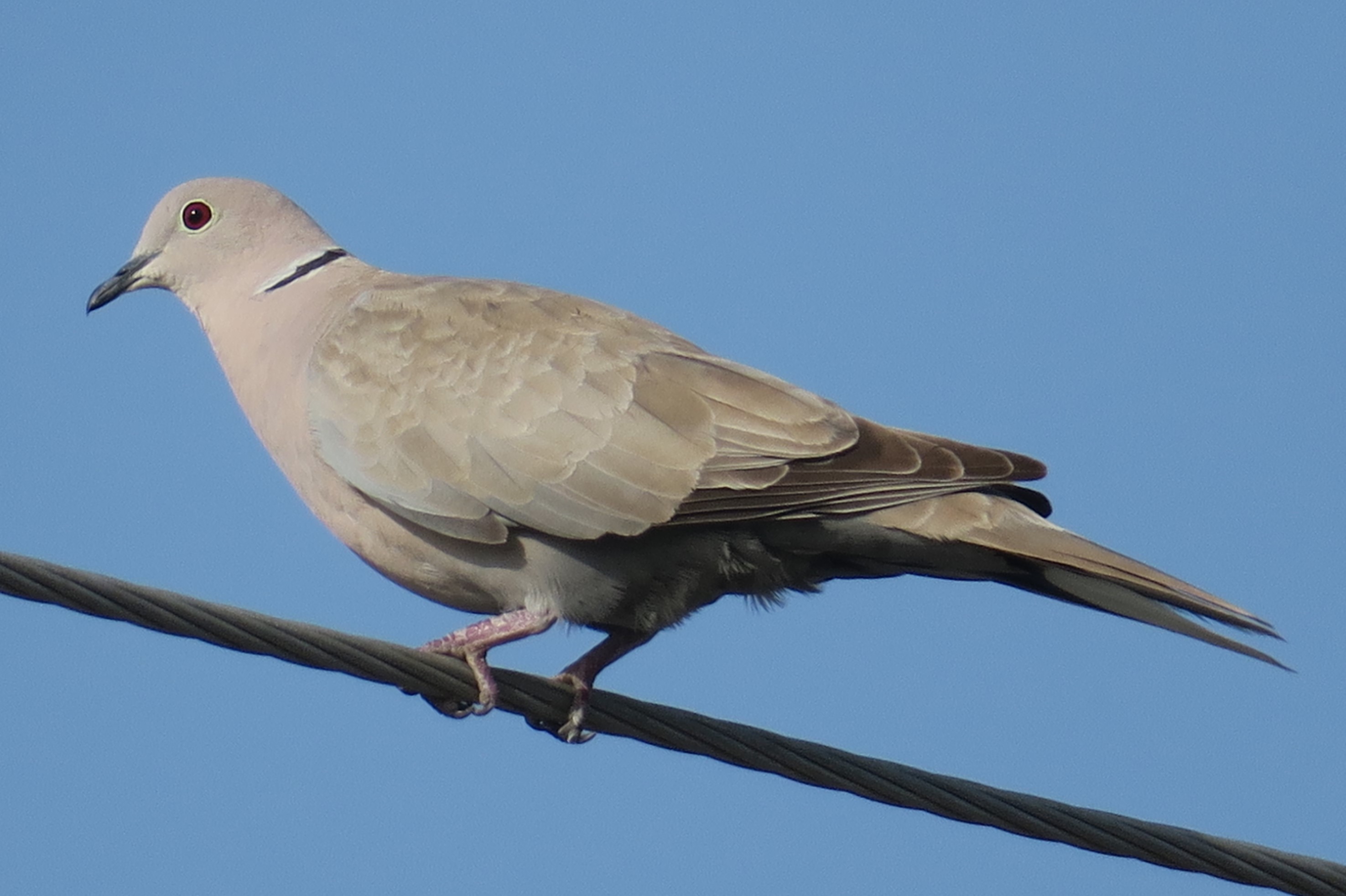 Streptopelia decaocto
